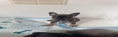 French Bulldog 4