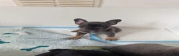 French Bulldog dogs for sale: French Bulldogs  - Advert 2