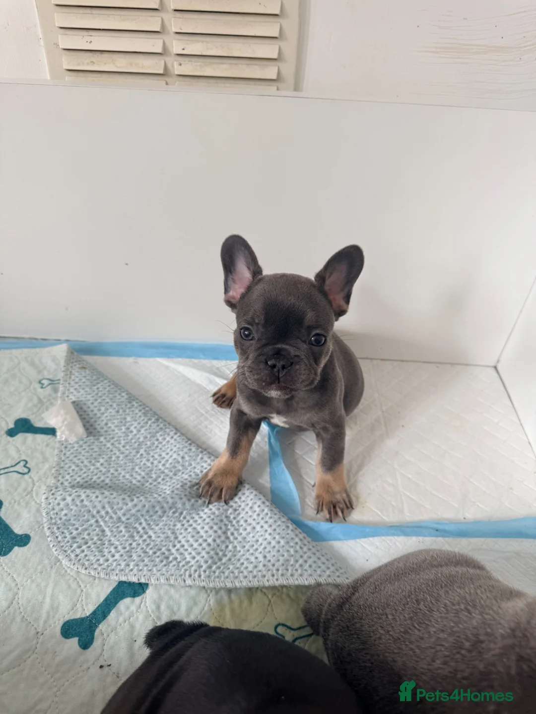 French Bulldog dogs for sale: French Bulldogs  - Advert 2