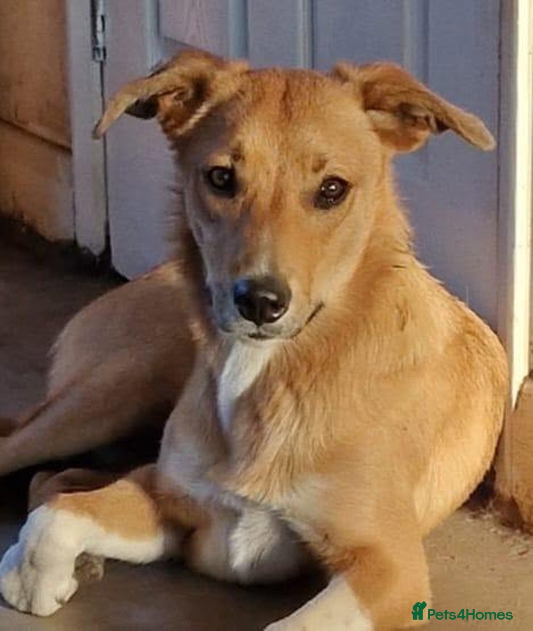 Mixed Breed dogs for sale: Collie x Huntaway Pup - Image 6