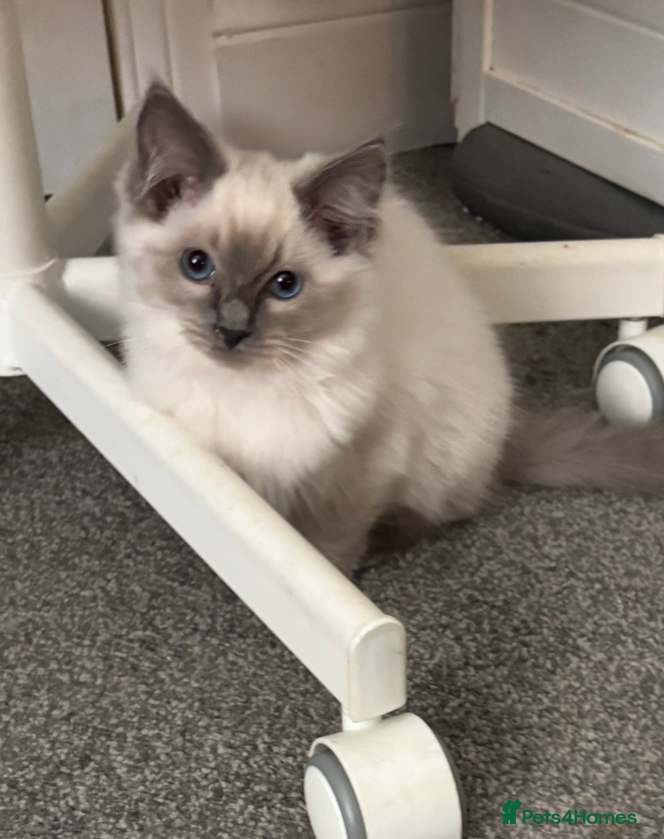 Ragdoll cats Gccf registered Ragdoll kittens  - Advert 8