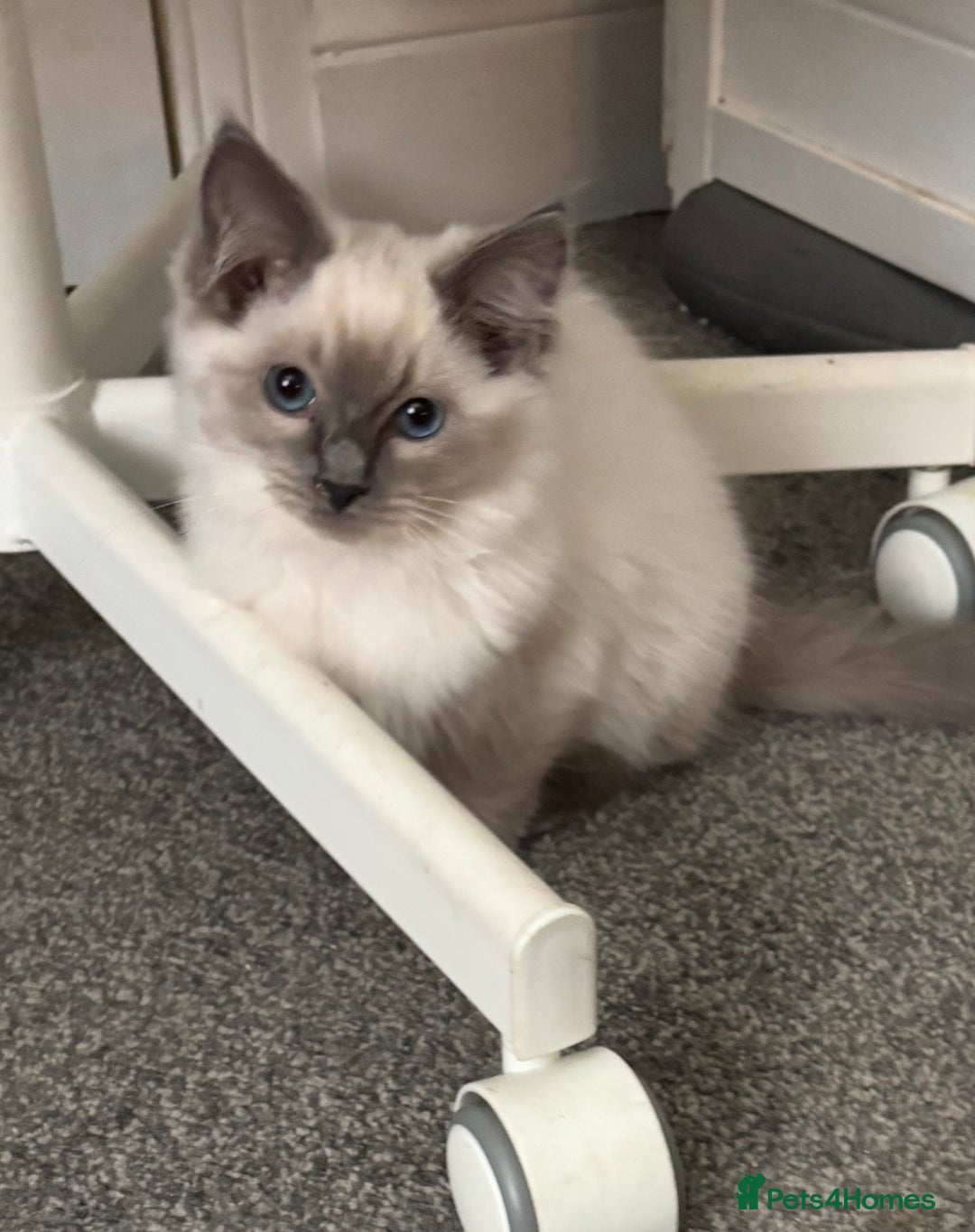Ragdoll cats for sale: Gccf registered Ragdoll kittens  - Image 1
