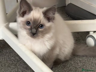 Ragdoll cats - Advert 3