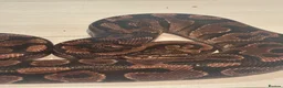Python Snake reptiles for sale: ball python - Advert 3