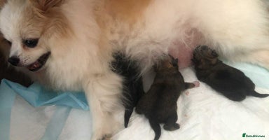 Pomeranian dogs Pomeranian puppies  - Advert 4