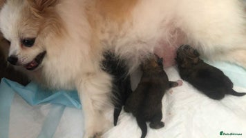 Pomeranian dogs Pomeranian puppies - Advert 1