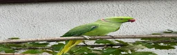 Ringnecks birds for sale: Adult male Indian ringneck - Advert 1