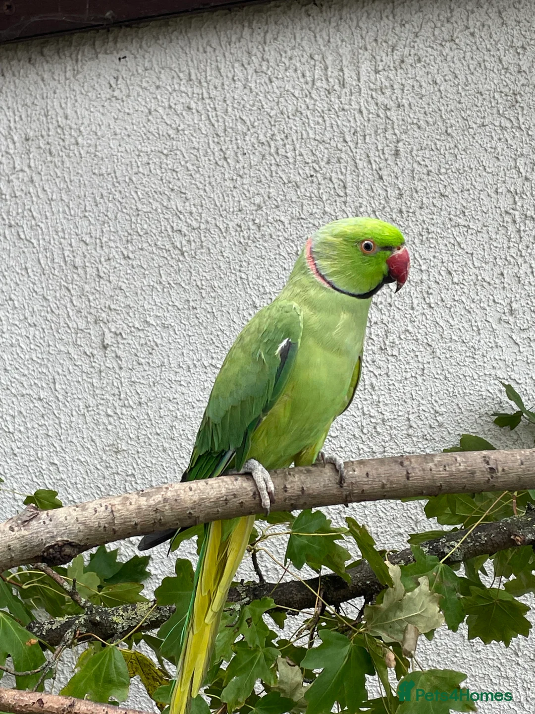 Ringnecks birds for sale: Adult male Indian ringneck - Advert 1