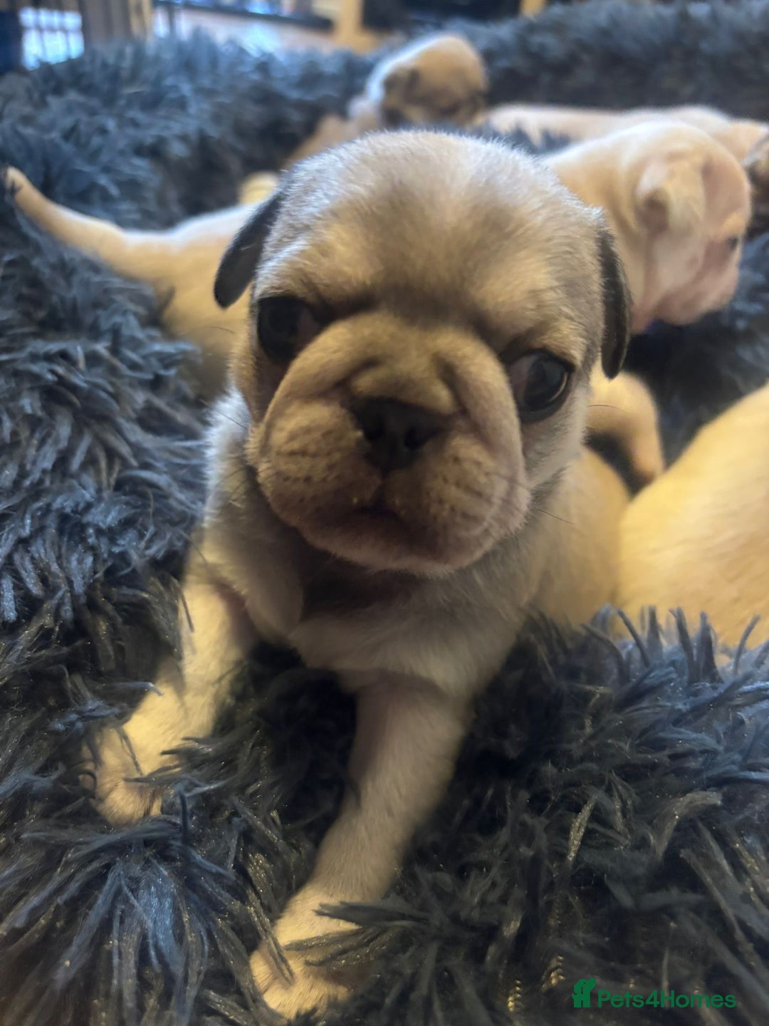 Pug dogs for sale: Beautiful Pug Puppies Male Female - Image 3