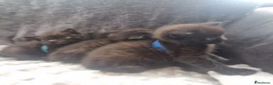 British Shorthair Kitten 3