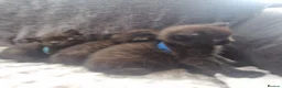 British Shorthair cats for sale: Lovely kittens - Advert 9