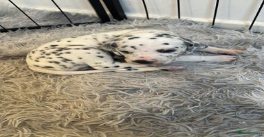 Dalmatian dogs - Advert 3