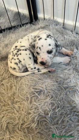 Dalmatian dogs - Advert 1