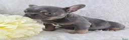 French Bulldog dogs for sale: Stunning Quality French Bulldog Puppies  - Advert 15