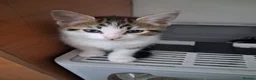 Mixed Breed cats for sale: Kittens  - Advert 4