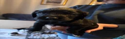 Sprocker dogs for sale: Sprocker Puppies For Sale - Advert 13