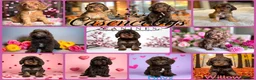 Cockapoo dogs for sale: 🐶THE MOST PERFECT DNA CLEAR MINI F1 COCKAPOOS🐶 - Advert 8