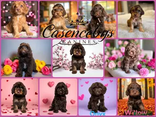 Cockapoo dogs 🐶THE MOST PERFECT DNA CLEAR MINI F1 COCKAPOOS🐶 - Advert 17