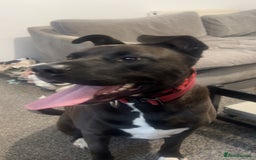 Mixed Breed dogs for sale: 4 year old husky cross - Advert 1