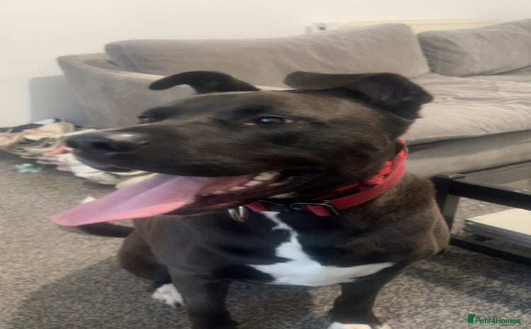 Mixed Breed dogs 4 year old husky cross - Advert 1