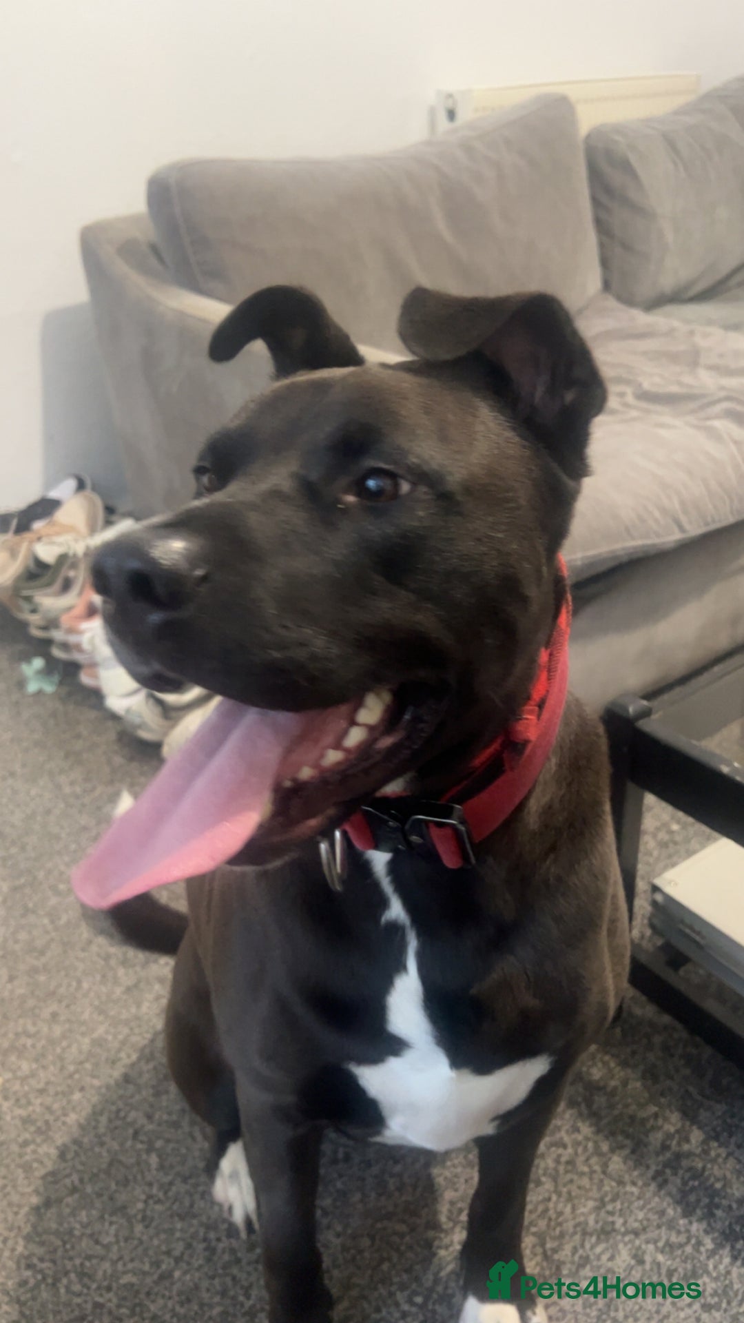 Mixed Breed dogs for sale: 4 year old husky cross - Advert 1