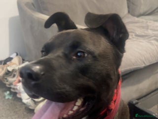 Mixed Breed dogs 4 year old husky cross - Advert 12