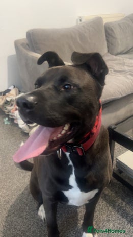 Mixed Breed dogs 4 year old husky cross - Advert 1