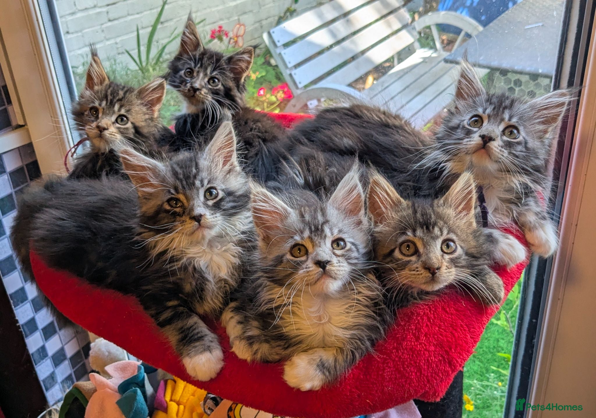 Maine Coon cats Champion Sired Maine Coon Kittens  TICA Registered - Advert 7