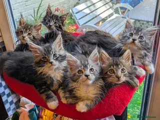 Maine Coon cats Champion Sired Maine Coon Kittens TICA Registered - Advert 2