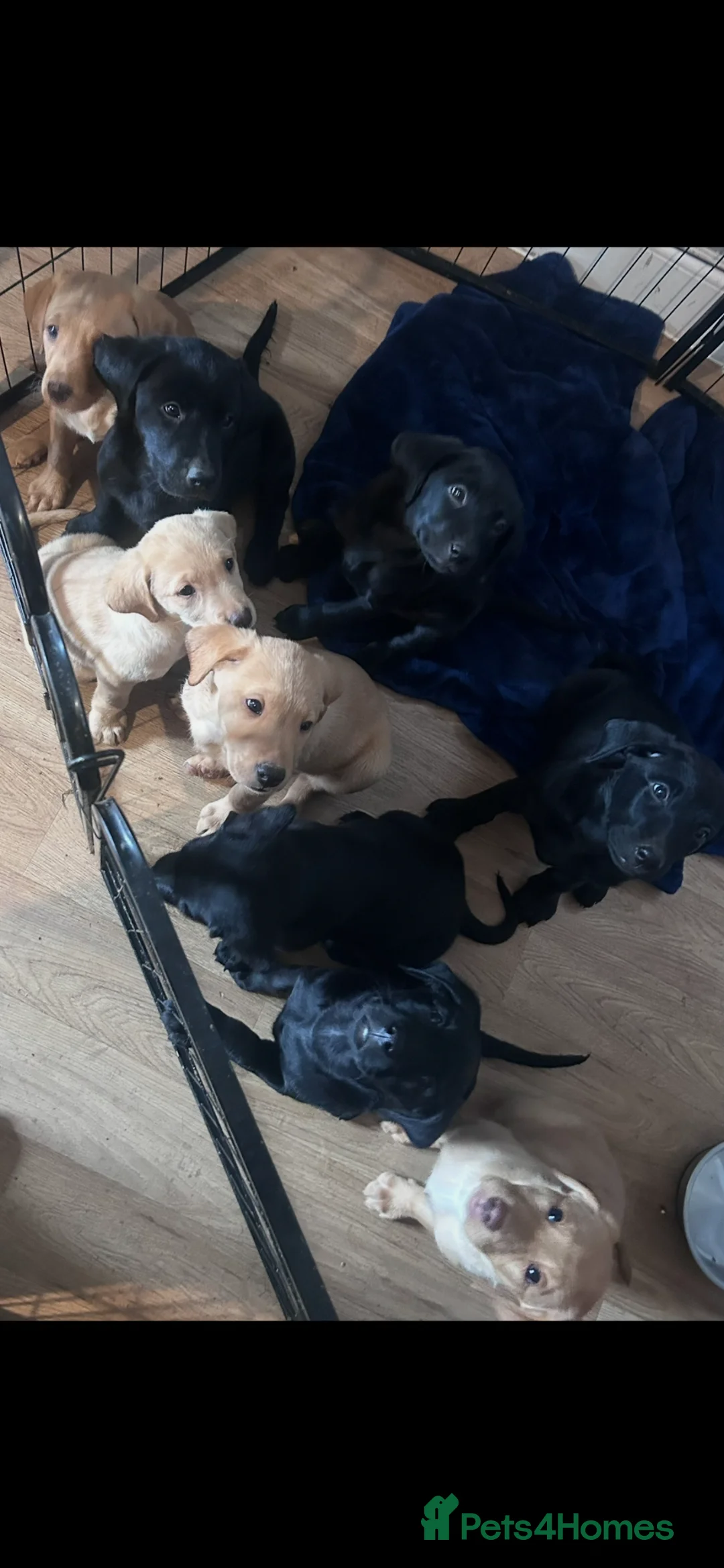 Labrador Retriever dogs for sale: Beautiful litter of Labrador puppies  in Chichester - Advert 2