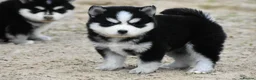 Pomsky dogs for sale: Genuine Pomsky puppies from health tested parents - Advert 18