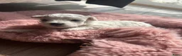 Bichon Frise dogs for sale: 2 Girls left 💕Pedigree Champion Bichon Frise  - Advert 35