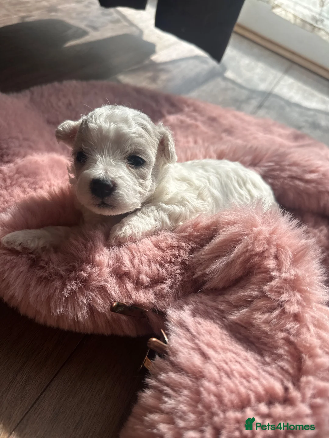 Bichon Frise dogs for sale: 2 Girls left 💕Pedigree Champion Bichon Frise  - Advert 35