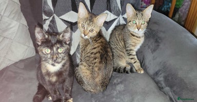 American Shorthair cats - Advert 2