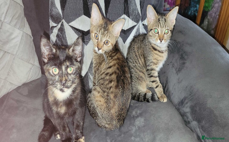 American Shorthair cats - Advert 2