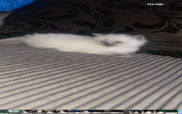Ragdoll cats for sale: Ragdoll kittens ready to leave now  - Image 11