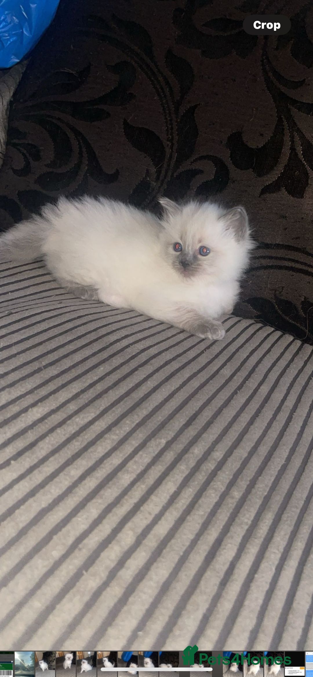 Ragdoll cats for sale: Ragdoll kittens ready to leave now  - Image 11
