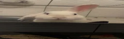 Mixed Breed rabbits for sale: Lop cross male rabbit  in Liverpool - Advert 2