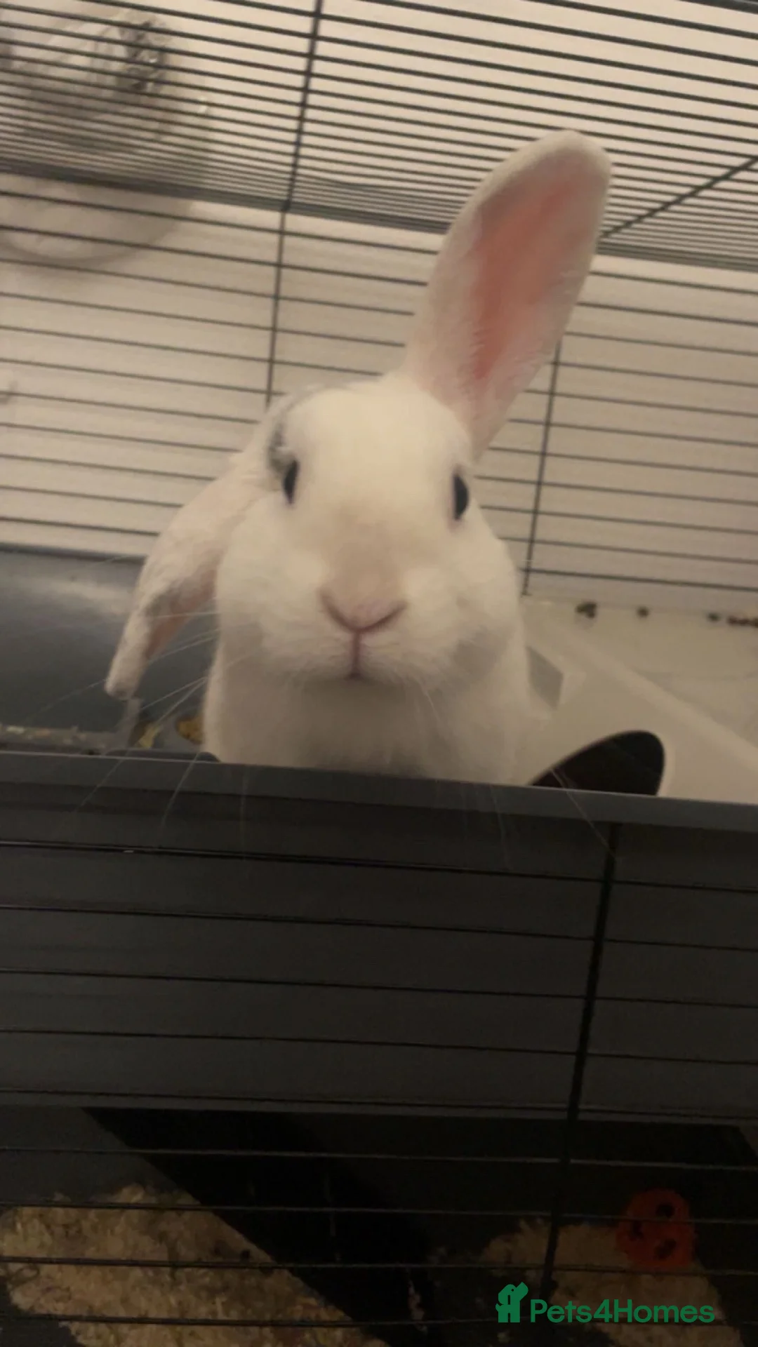 Mixed Breed rabbits for sale: Lop cross male rabbit  in Liverpool - Advert 2