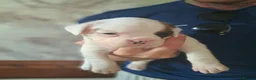Boxer dogs for sale: Beautiful boxer puppies  in Blackwood - Advert 3