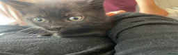 British Shorthair cats for sale: British short hair kittens with dark chocolate fur - Advert 4