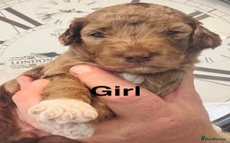 Cockapoo dogs for sale: stunning merle cockapoo puppies, ready 21st august - Image 6