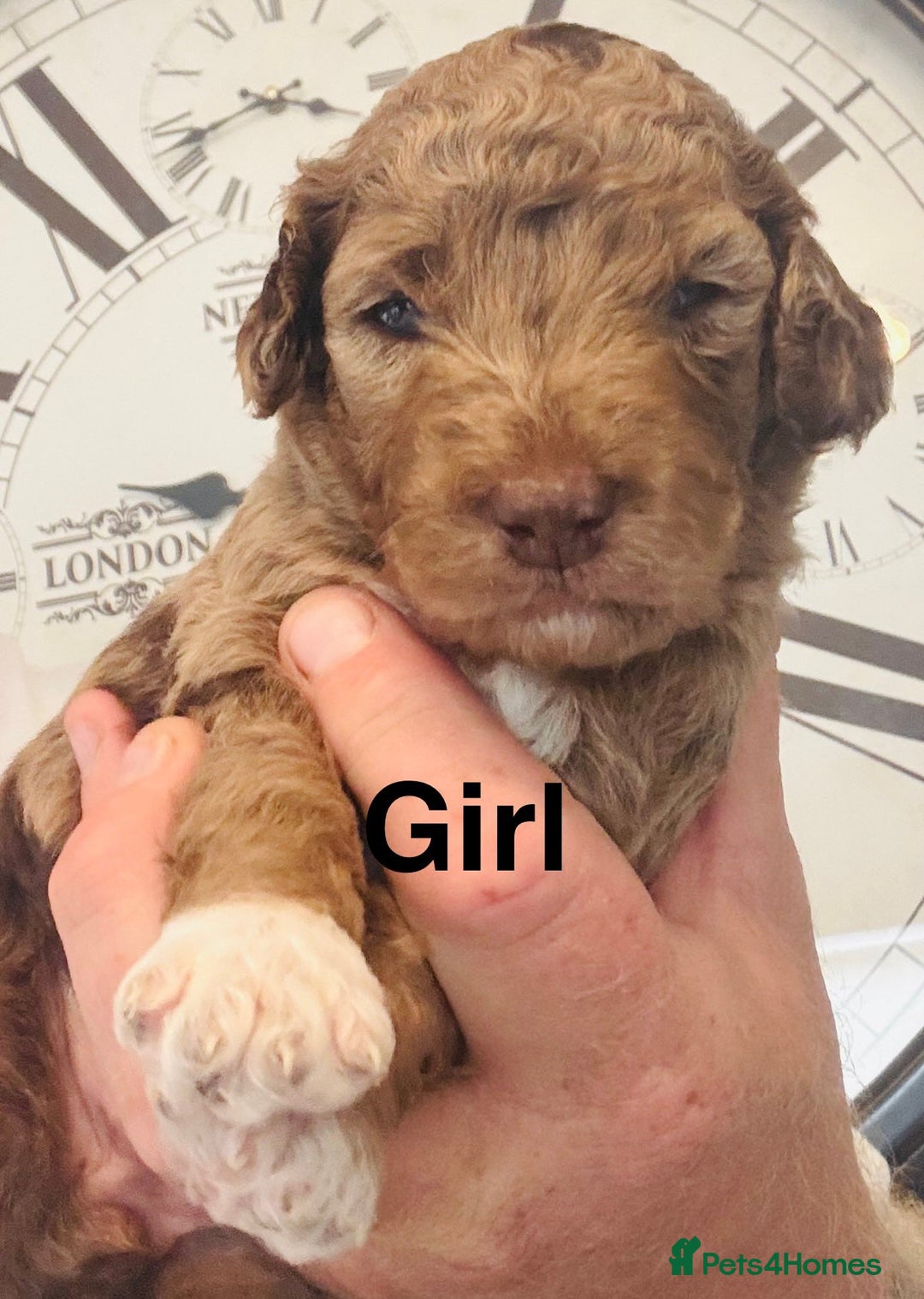 Cockapoo dogs for sale: stunning merle cockapoo puppies, ready 21st august - Image 6