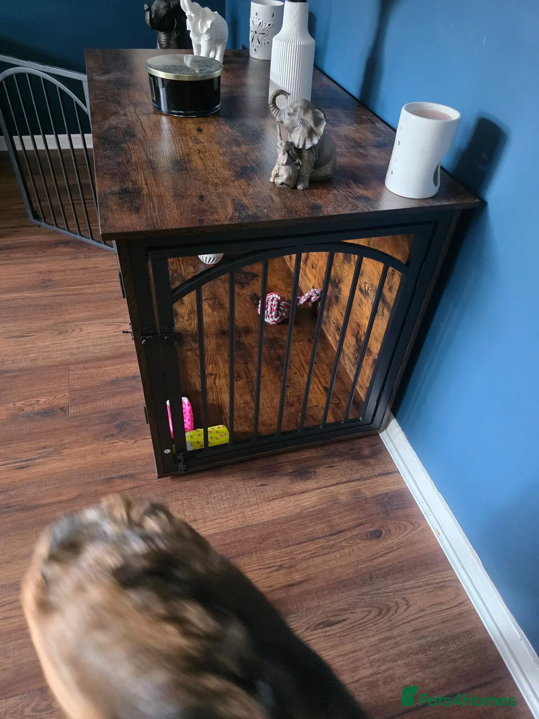 German Shepherd dogs for sale: Gorgeous Female German Shepherd Puppy  - Advert 17