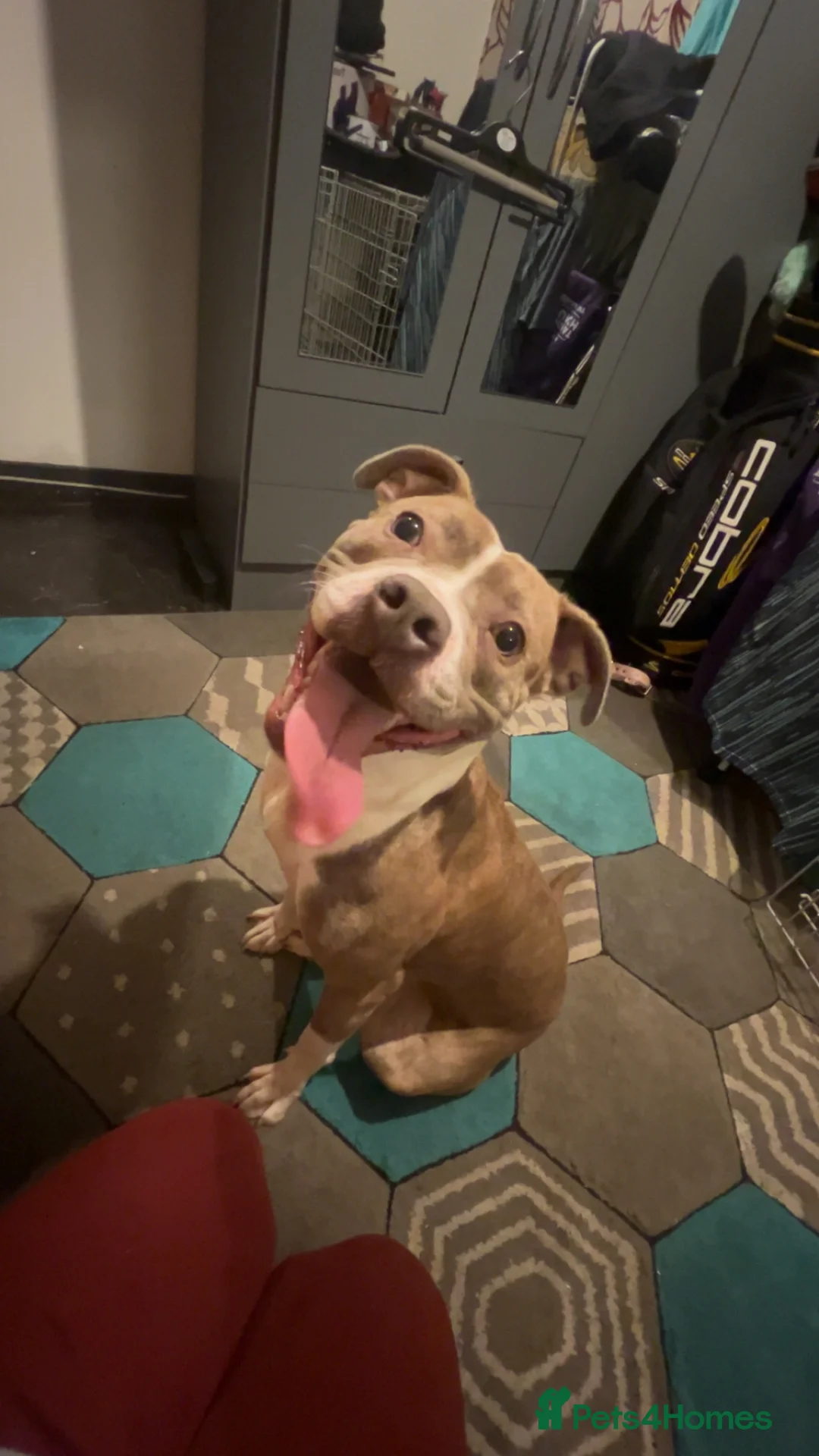 Mixed Breed dogs for sale: Staff x Johnson’s American  - Advert 4