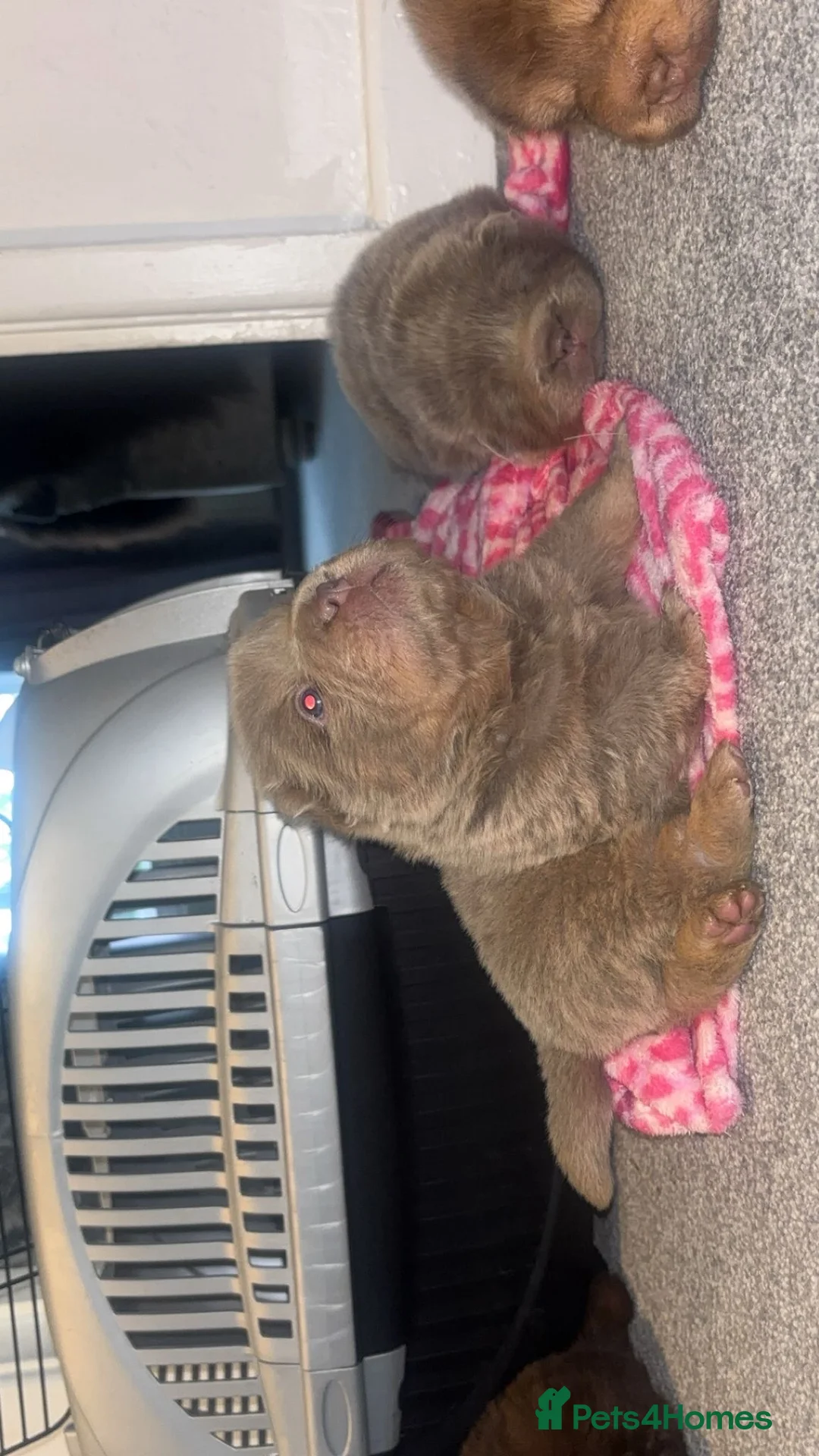 Shar Pei dogs for sale: Top quality choc and tan bear coat sharpies - Advert 39