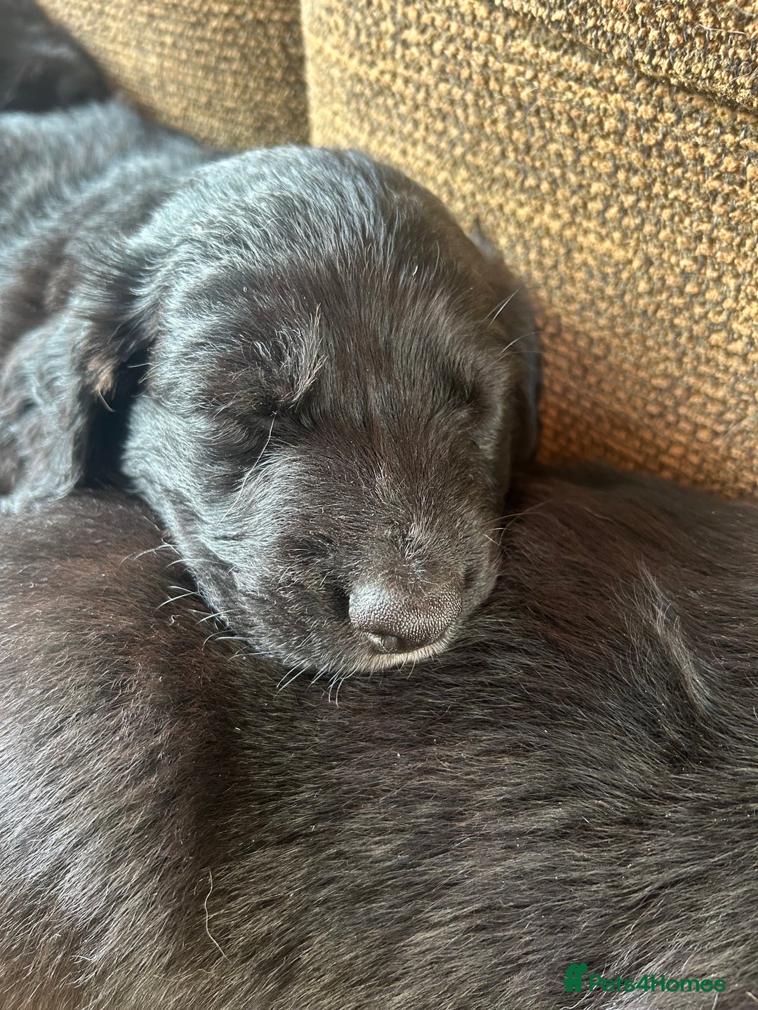 Mixed Breed dogs for sale: Stunning litter - Advert 2