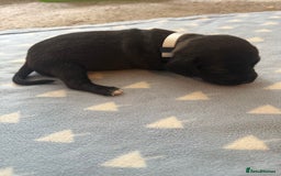Mixed Breed dogs for sale: Doxla  - Image 11