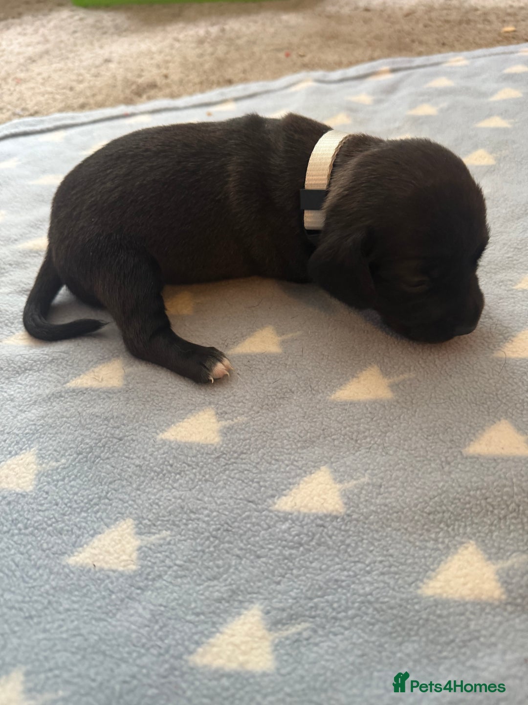 Mixed Breed dogs for sale: Doxla  - Image 11