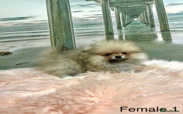 Pomeranian dogs for sale: 🔥Very Tiny🐻Teddy Face🏆Champion Lines - Image 1